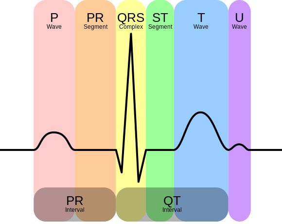 Electrocardiograma o ECG: observa tu corazón<span class="wtr-time-wrap after-title">Tiempo de Lectura: <span class="wtr-time-number">2</span> minutos</span>